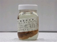 藏品(黃扁魟)的圖片